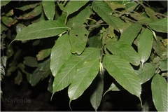 Aphananthe cuspidata